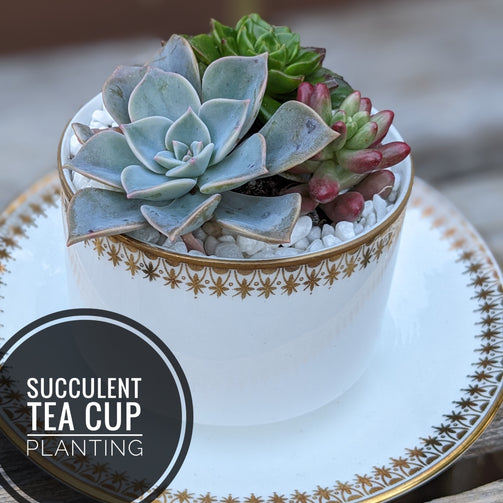 tea-cup-succulent-planting-queen-of-hearts-tea-house-event
